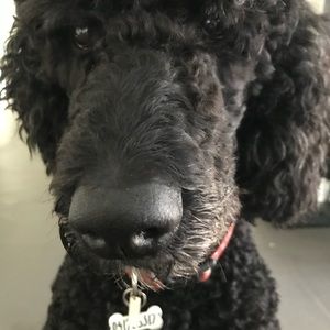 Meet your Posher, Anneliese